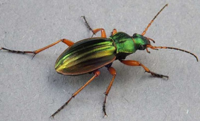 carabus