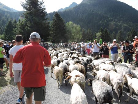 transhumance