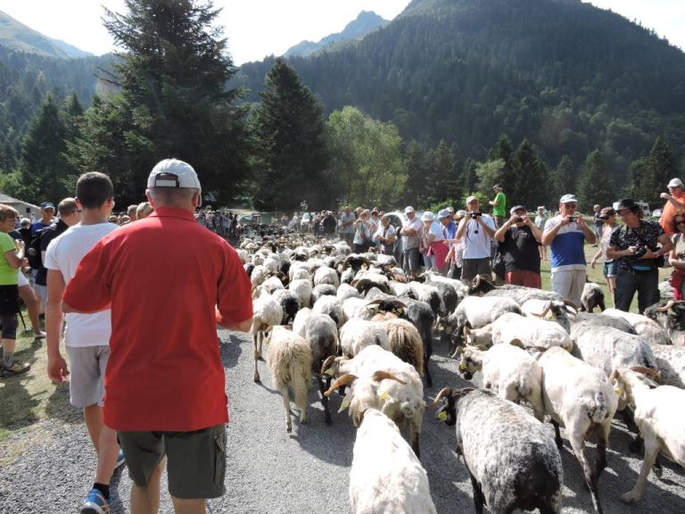 transhumance
