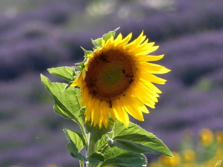tournesol