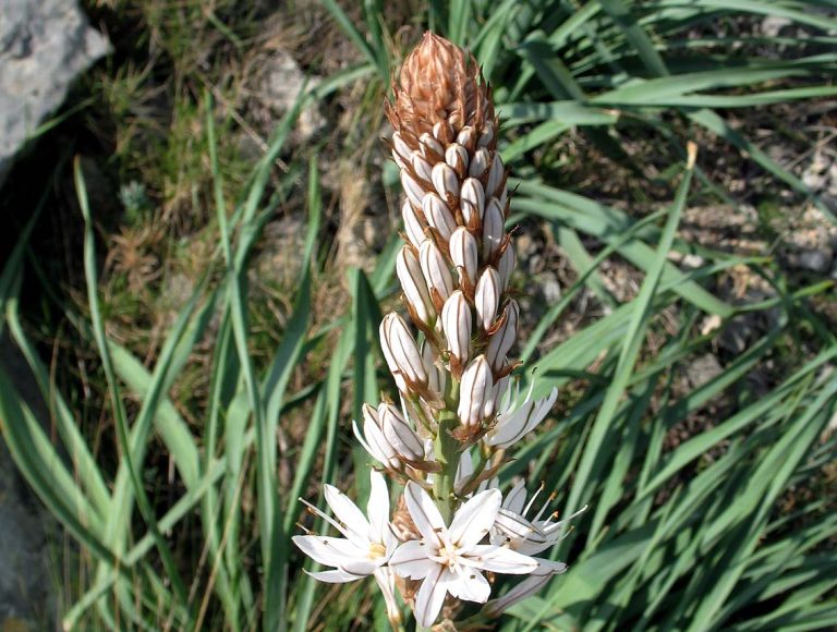 asphodele