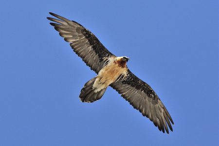 gypaète barbu
