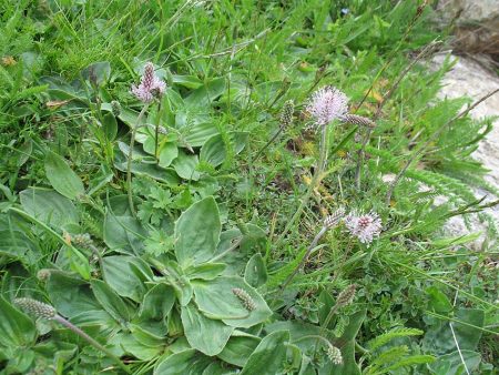 plantain