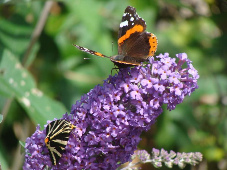 Buddleia