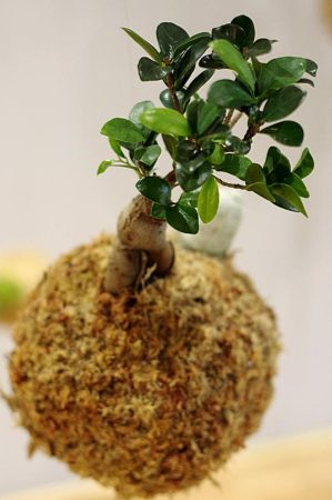 Kokedarium