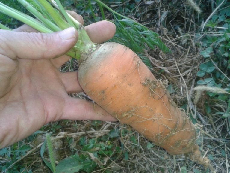 une agriculture fructueuse et sans intrant chimique