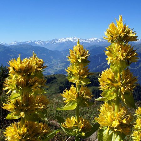 Gentiane jaune 