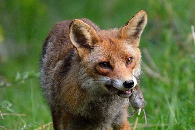 le Renard au secours de l'Homme