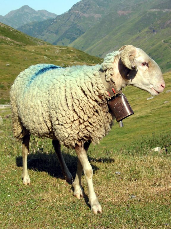 Mouton