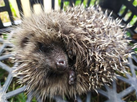 Surprises et dégustations au Jardin école de la Citée René Billère