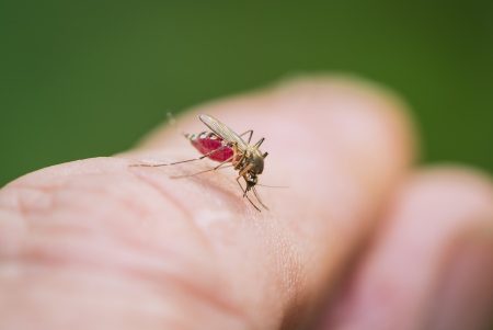 Dans la peau des moustiques au château de Lourdes...