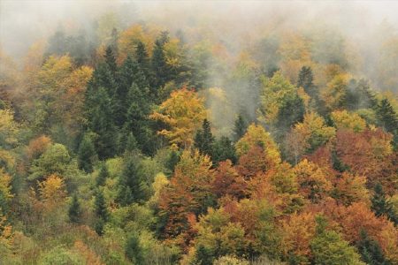 Jean Touyarou : L'histoire mouvementée de la forêt Pyrénéenne