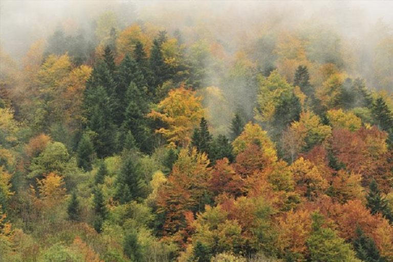 Jean Touyarou : L'histoire mouvementée de la forêt Pyrénéenne