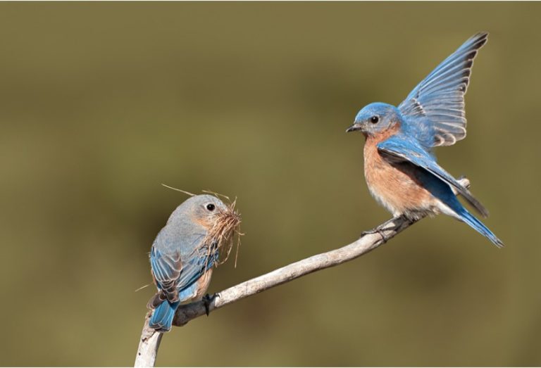 Le merle bleu dans nos montagnes ?