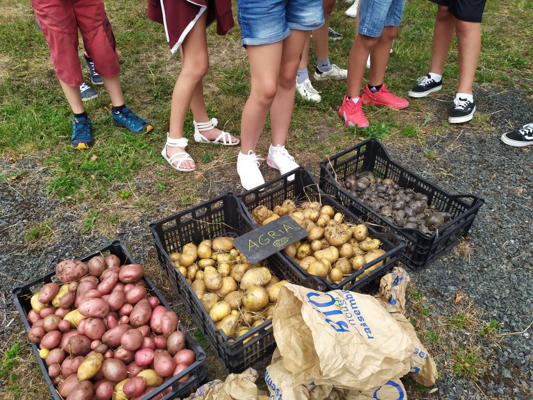 Une reprise avec la patate au Jardin école de la Citée Scolaire René Billère !!