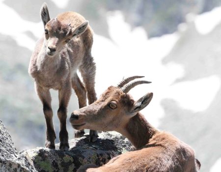 Gèdre : Une ciné-conférence sur le bouquetin ibérique