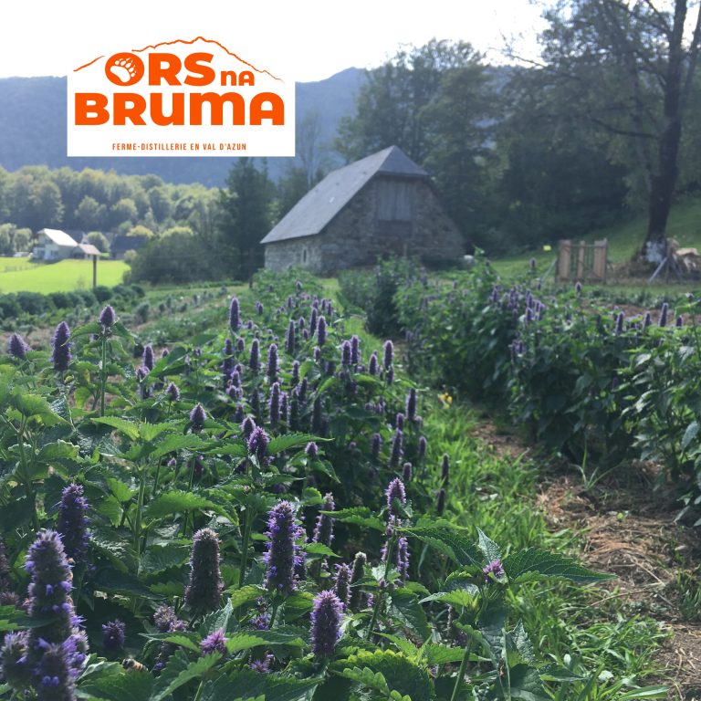 Ors na Bruma - 