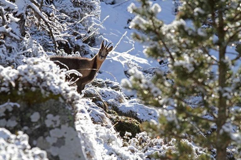 Conférence : « Heurs et malheurs des relations homme-biodiversité dans les montagnes »
