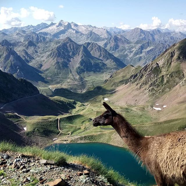 lama