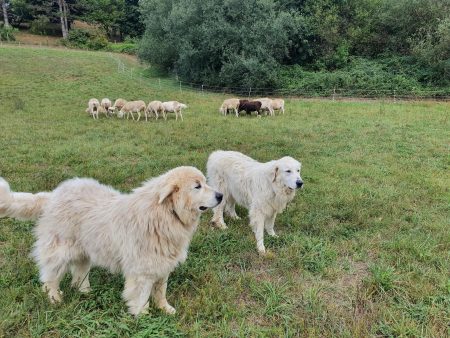 Des patous, chiens de protection