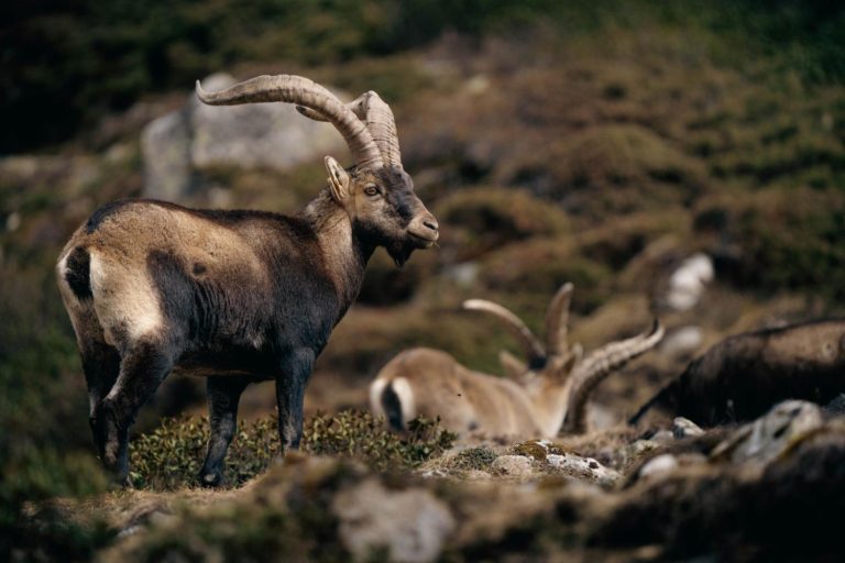 Nouveau au Parc National des Pyrénées : l'Application Bouquetin !
