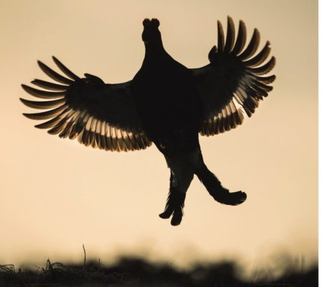 Un Tétras lyre s'envole (affiche Festival Image Nature 2024)