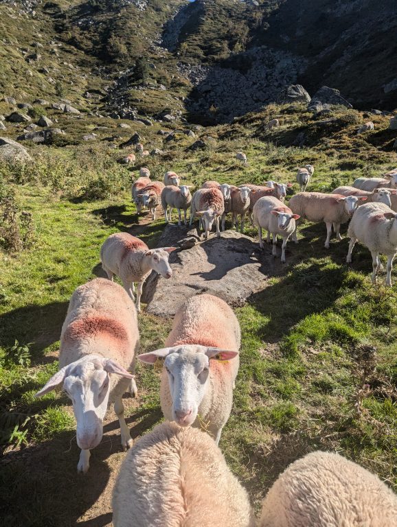 moutons