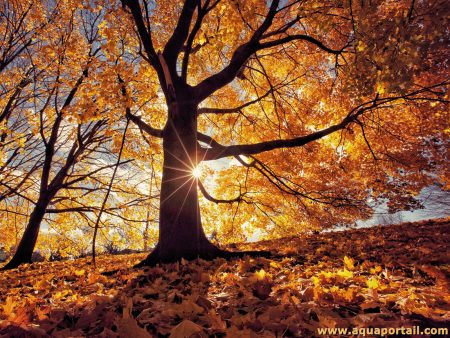 Escales d'automne à  Aucun le 27 Octobre à 15h !