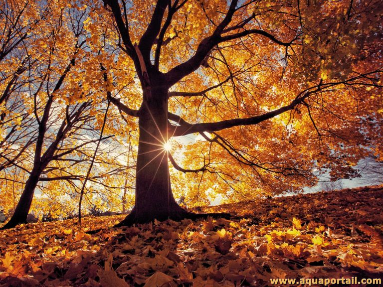 Escales d'automne à  Aucun le 27 Octobre à 15h !