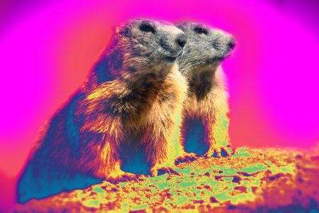 marmotte