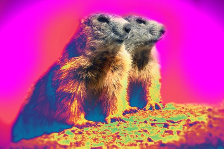 marmotte