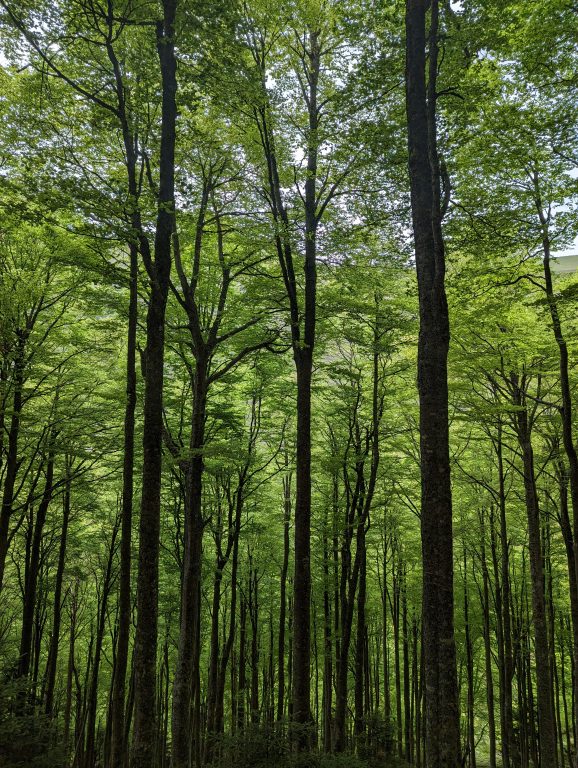 forêt d'hêtre