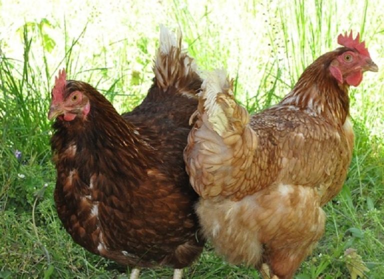 poules