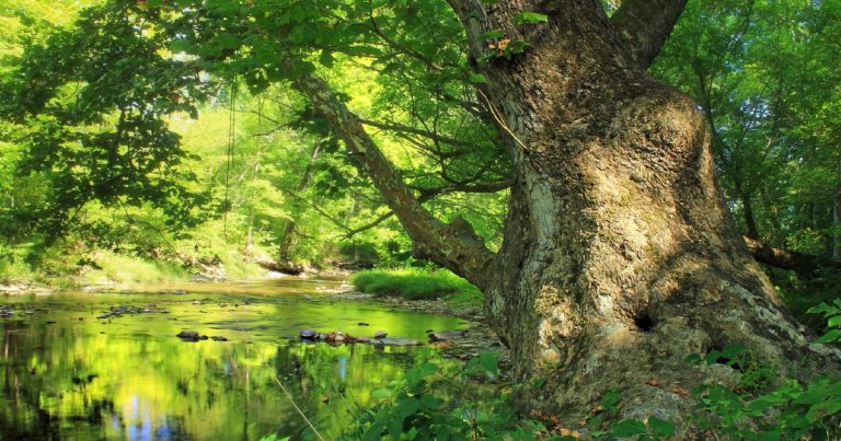 Les Arbres sont à l'honneur à la Fabrique Artistique du Pari de Tarbes !