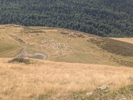 troupeau sur herbe sèche 