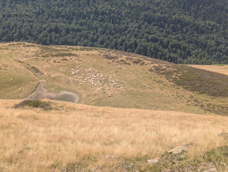 troupeau sur herbe sèche 