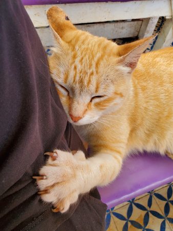 Chat