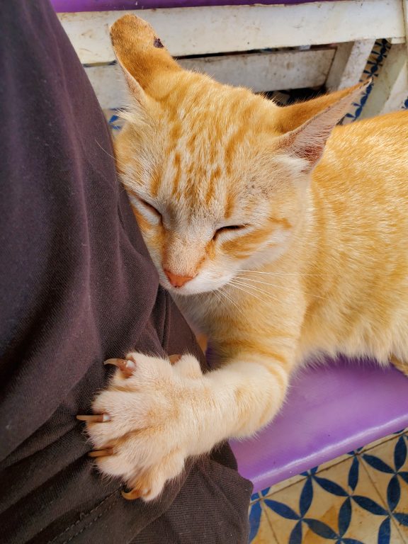 Chat