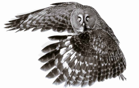 Une chouette ou un hibou