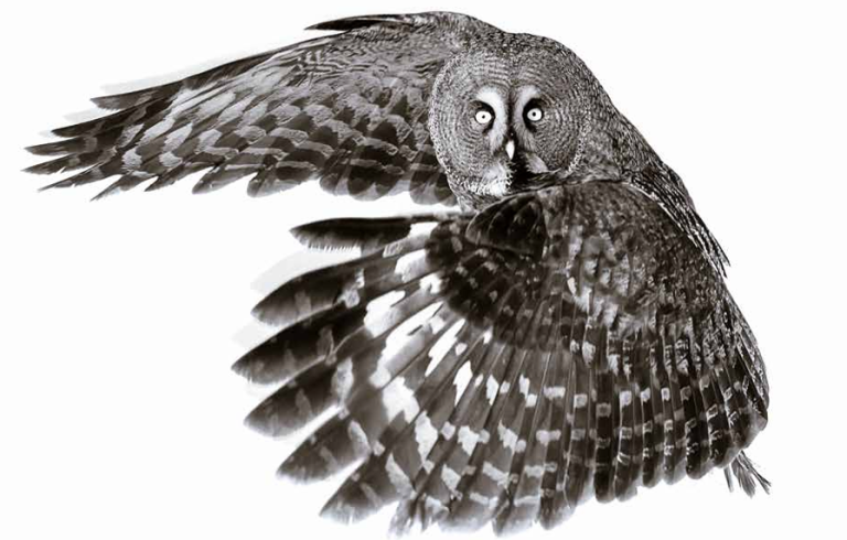 Une chouette ou un hibou