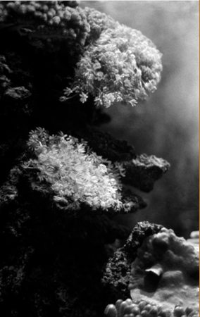 vue sous marine de coraux dans une crique de la Catalogne (noir et blanc)